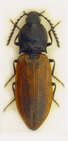 Anostirus nubilosus