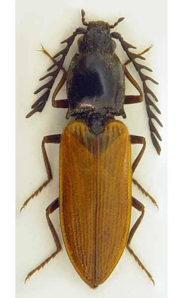 Anostirus nubilosus