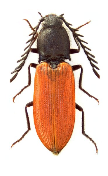 Anostirus osellai