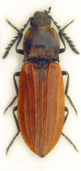 Anostirus parumcostatus