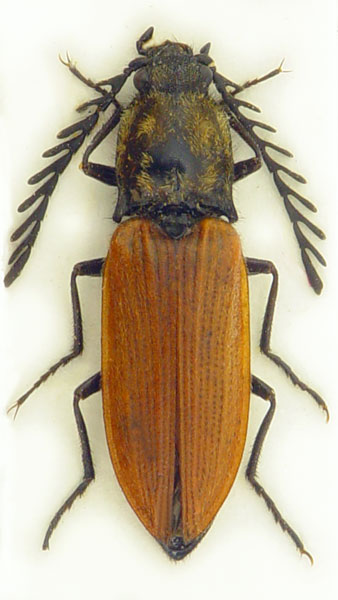 Anostirus parumcostatus