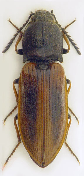 Anostirus plagifer