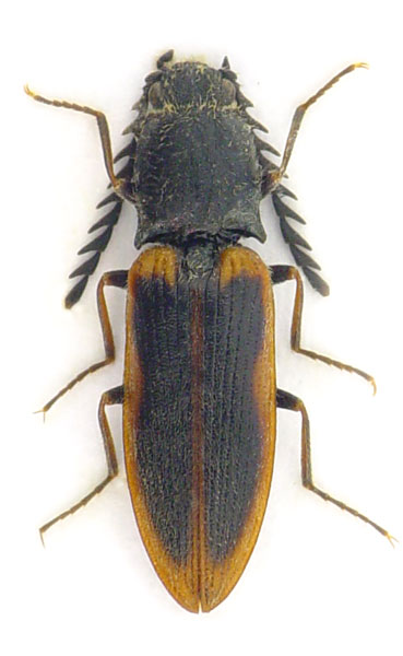 Anostirus plagifer