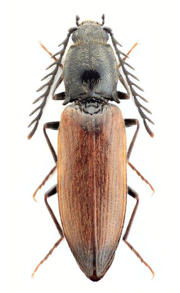 Anostirus platiai