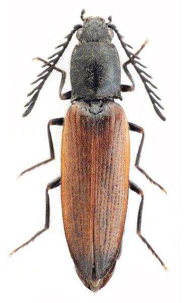 Anostirus platiai