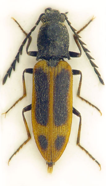 Anostirus pullatus