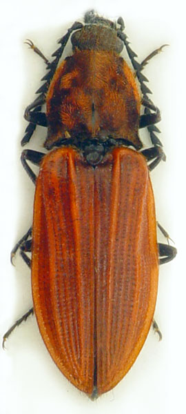 Anostirus purpureus