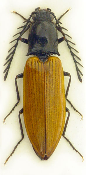 Anostirus reissi