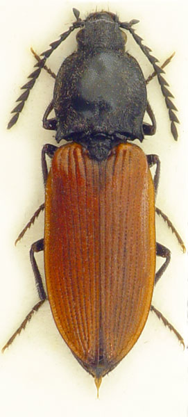 Anostirus richterae