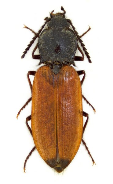 Anostirus saltini