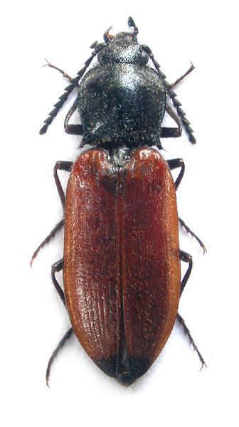 Anostirus saltinii