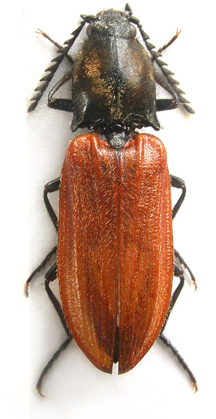 Anostirus stramineipennis