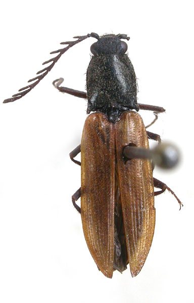 Anostirus stramineipennis