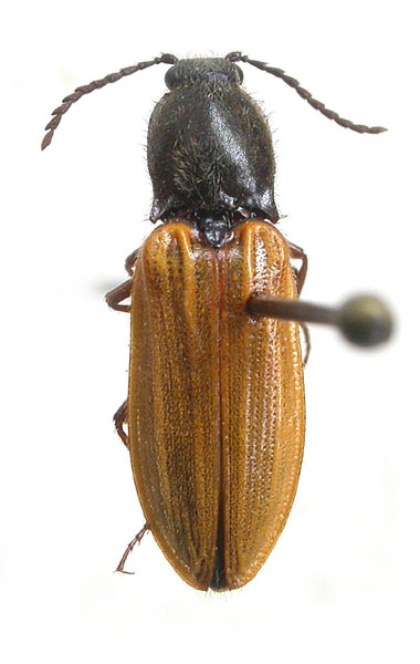 Anostirus stramineipennis