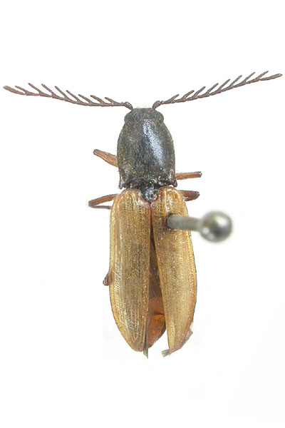 Anostirus stramineipennis