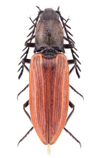 Anostirus stramineipennis