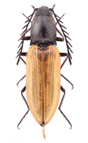 Anostirus stramineipennis