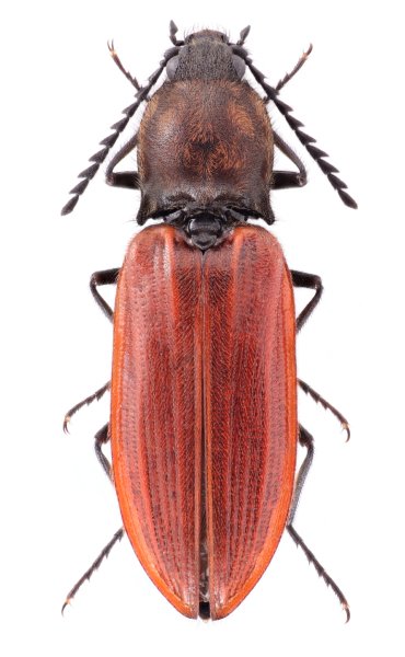 Anostirus stramineipennis