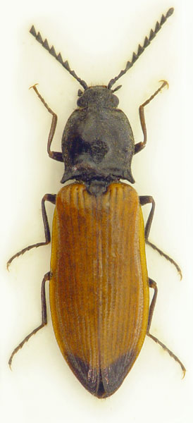 Anostirus sulphuripennis