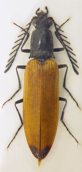 Anostirus sulphuripennis