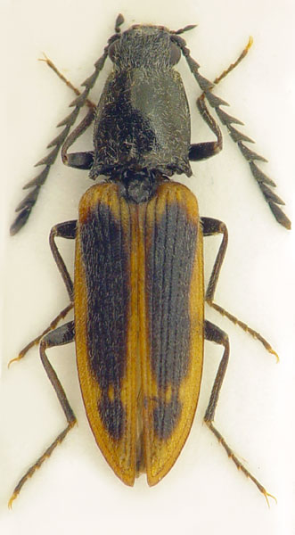 Anostirus suvorovi