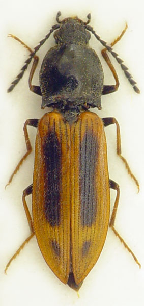 Anostirus suvorovi