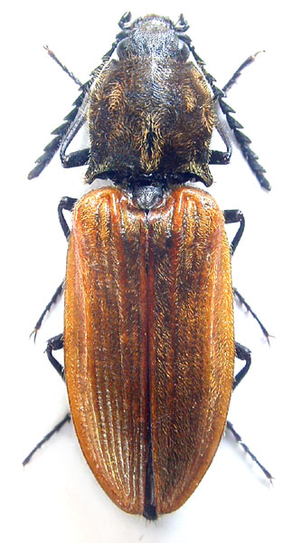 Anostirus teheranus