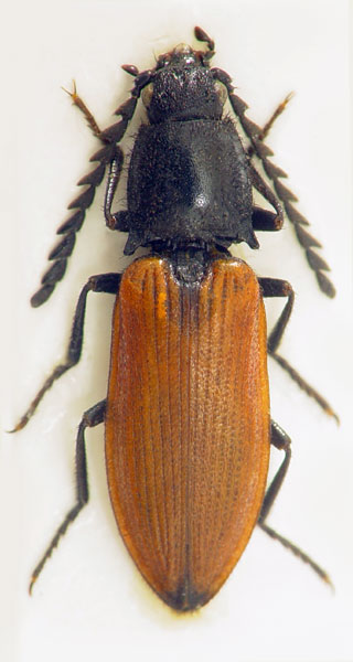 Anostirus trivialis