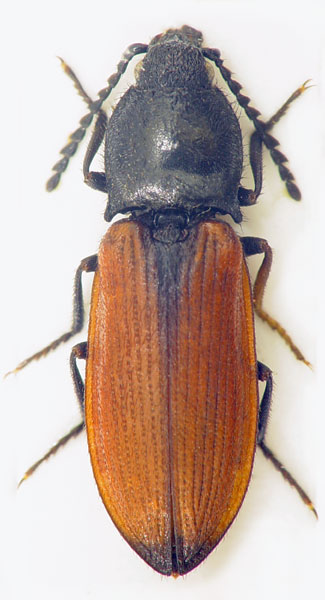 Anostirus trivialis