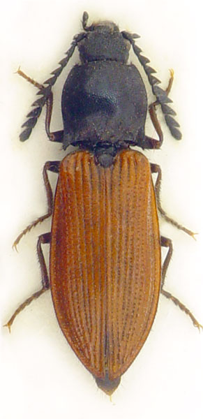 Anostirus turkestanicus