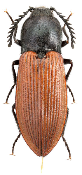 Anostirus turkestanicus