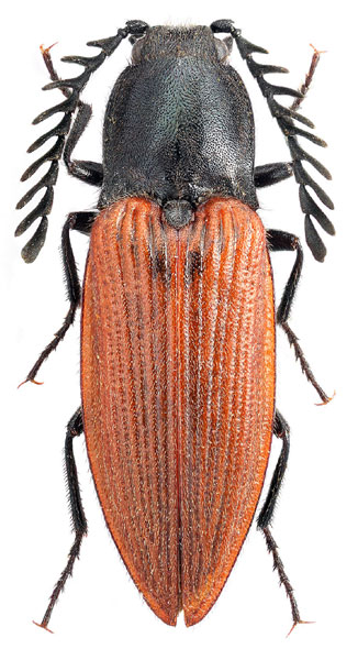 Anostirus turkestanicus