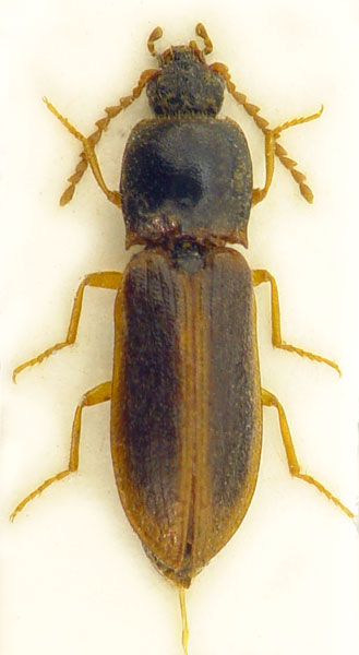 Anostirus venustus