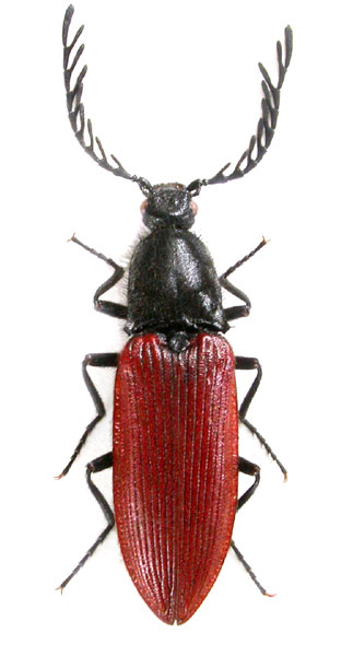 Anostirus zenii