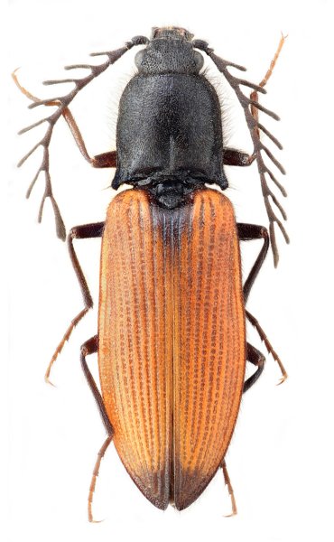 Anostirus zenii