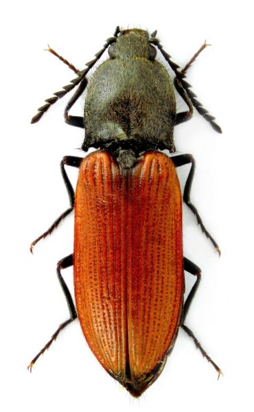Anostirus zenii