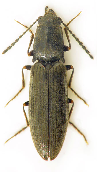 Aplotarsus angustulus