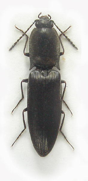 Aplotarsus imperceptus