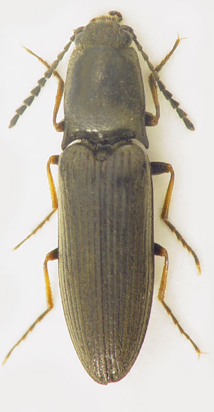 Aplotarsus incanus