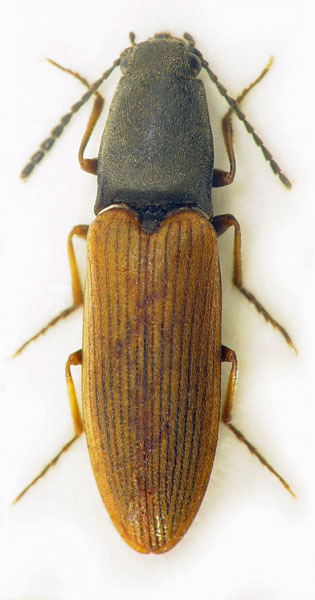 Aplotarsus incanus