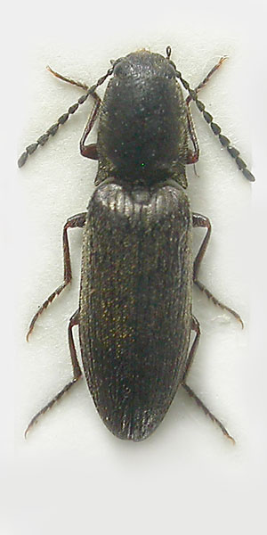 Aplotarsus tibiellus