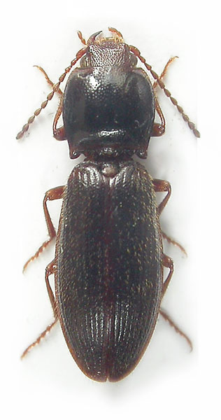 Arctapila brucki