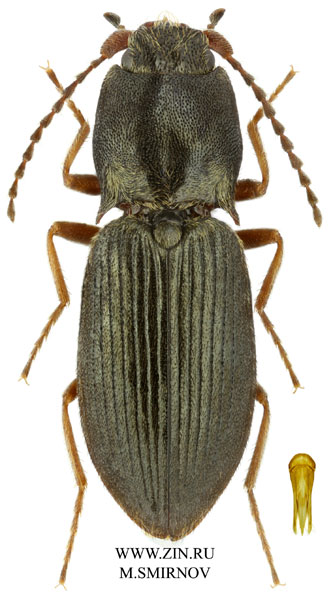 Ascoliocerus basalis