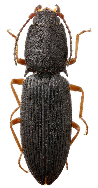 Ascoliocerus fluviatilis