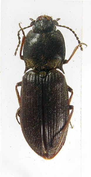 Ascoliocerus sachalinensis