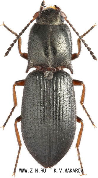 Ascoliocerus sanborni