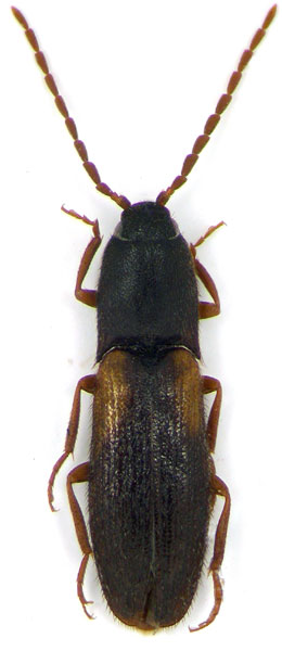 Astanchus ussuriensis