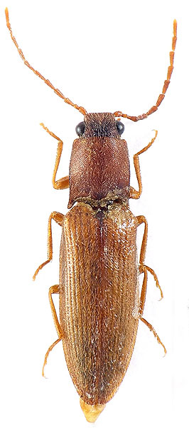 Athous abkhazianus