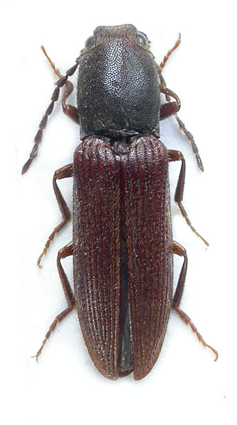 Athous balcanicus