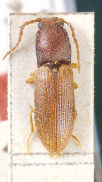 Athous brevipennis